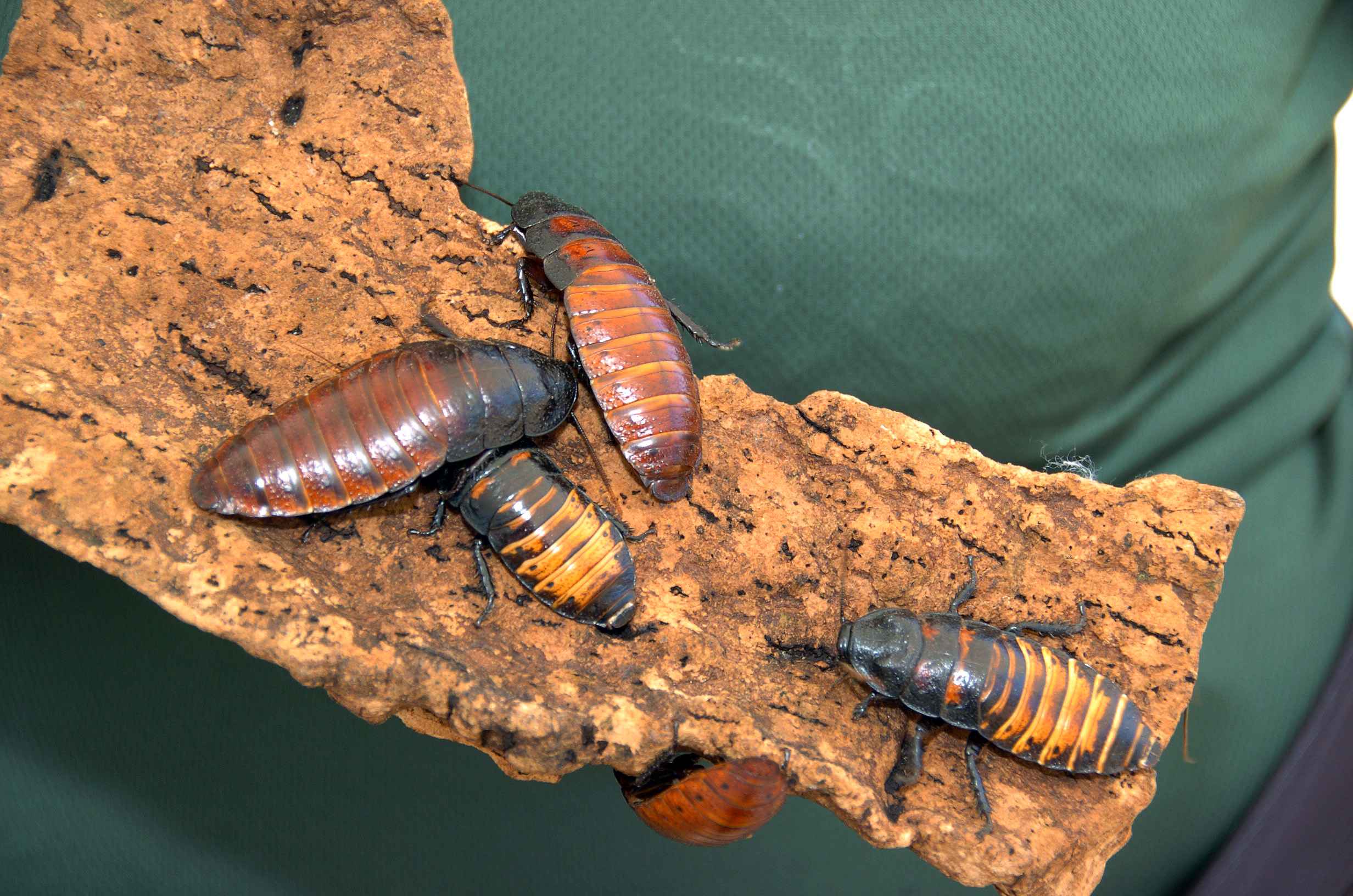 Isopods