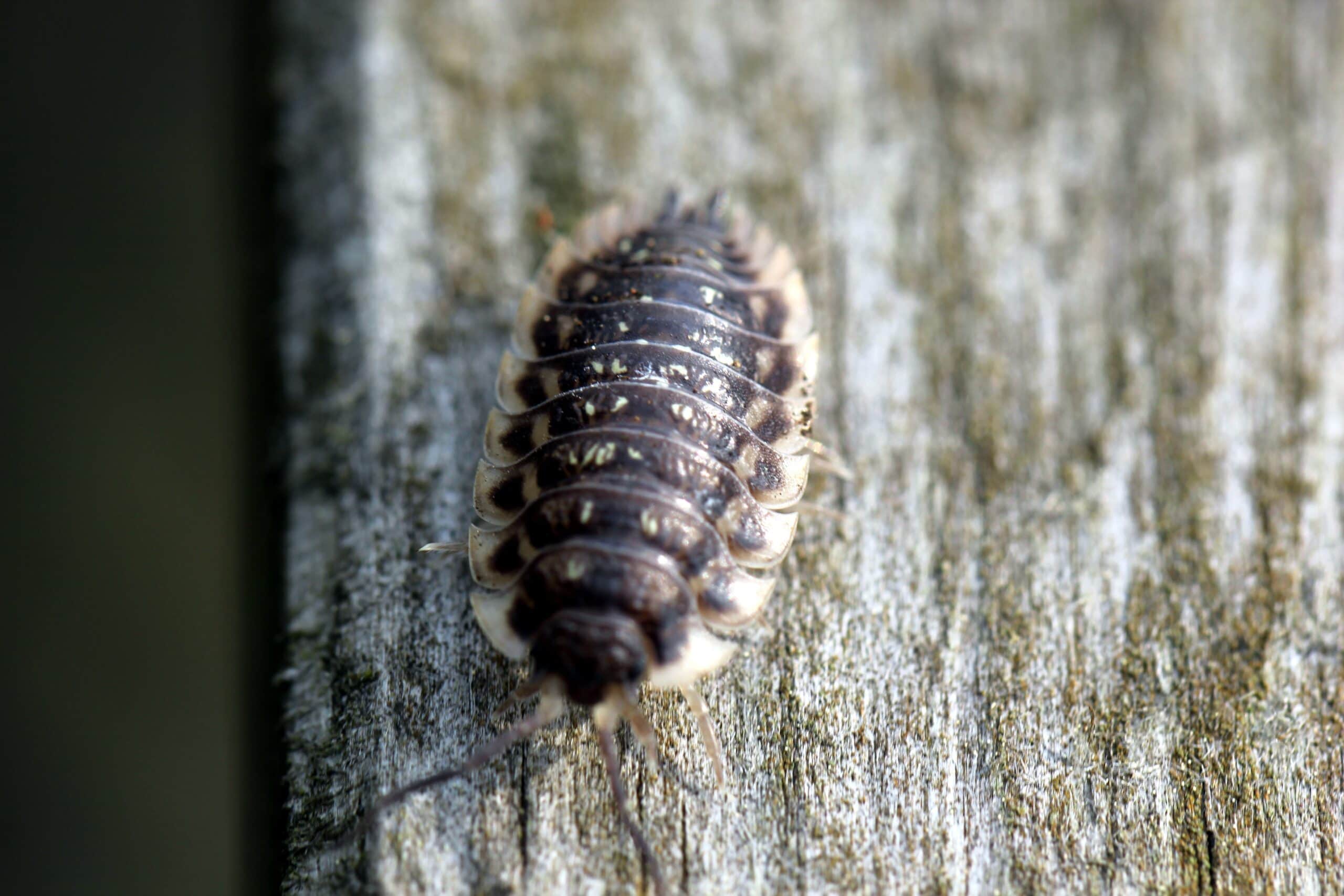 Isopods