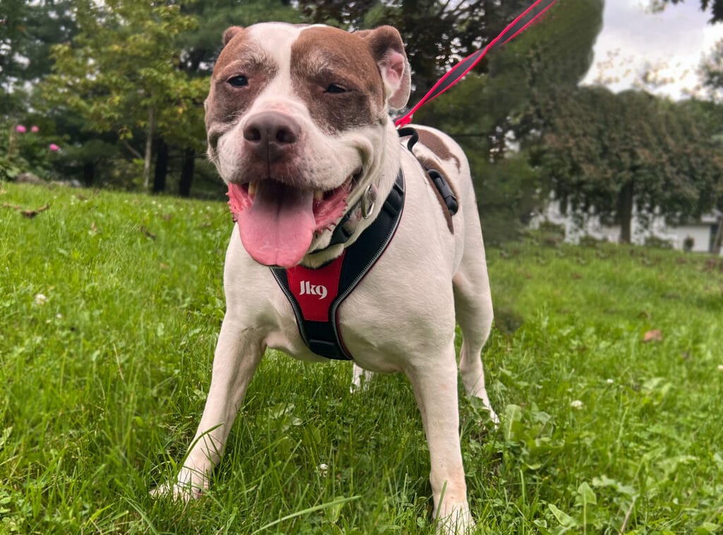 bella-with-julius-k9-speed-harness-walking-outdoor-=SAPR