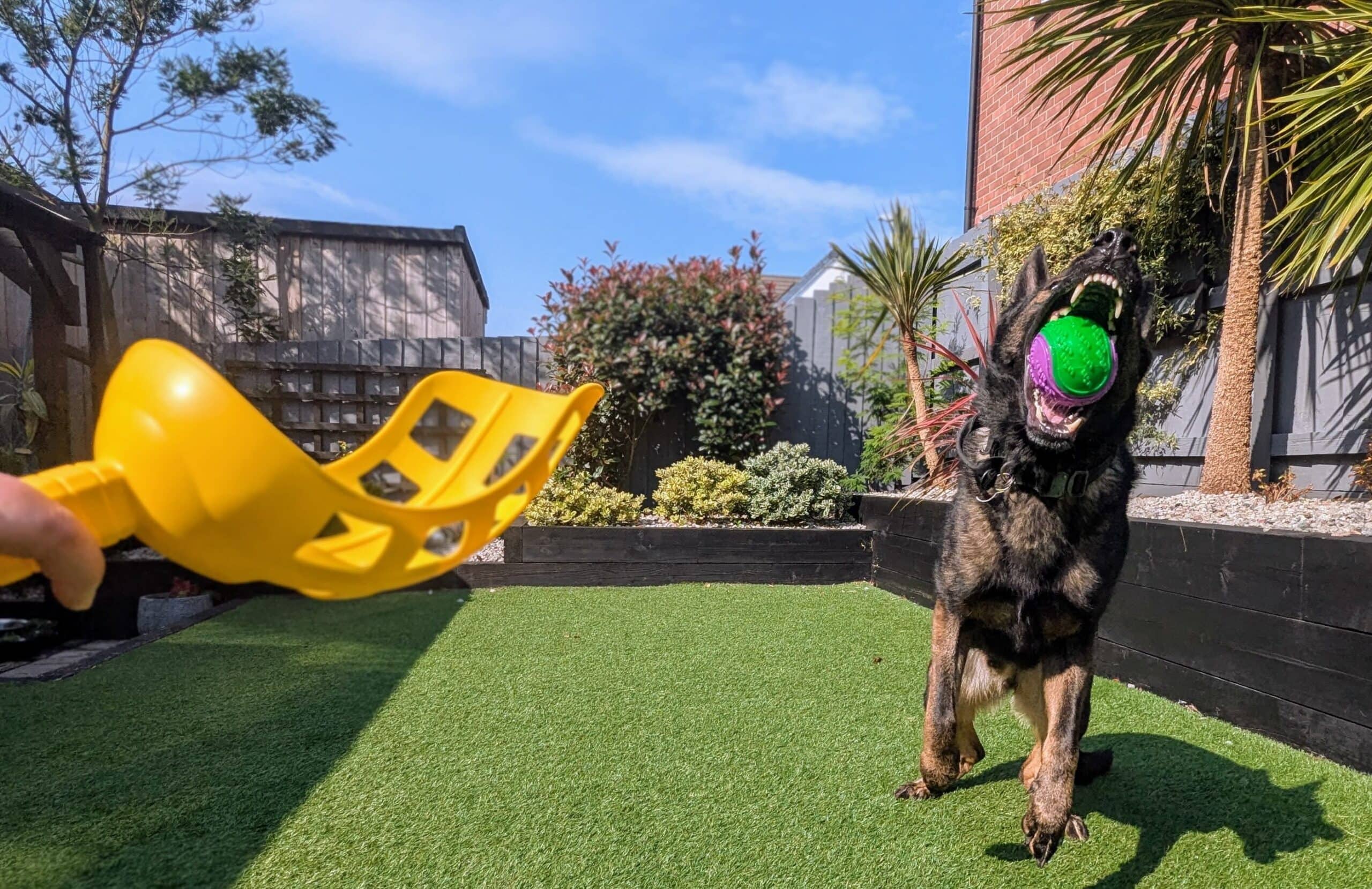 Kodah putting the ball scoop into action