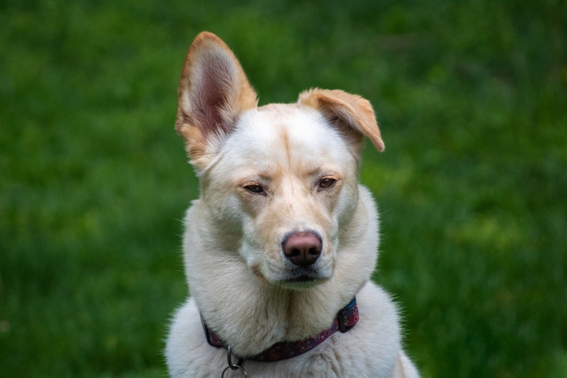 Labrador Husky