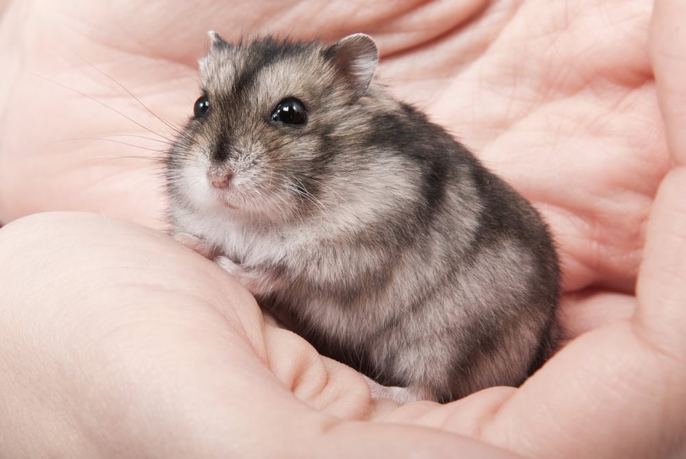 Little dwarf hamster on women hands