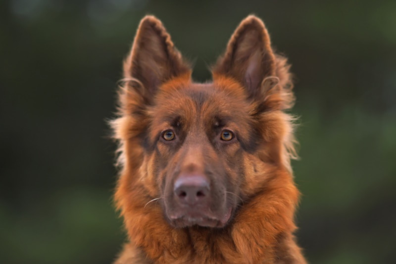 Liver German Shepherd portrait