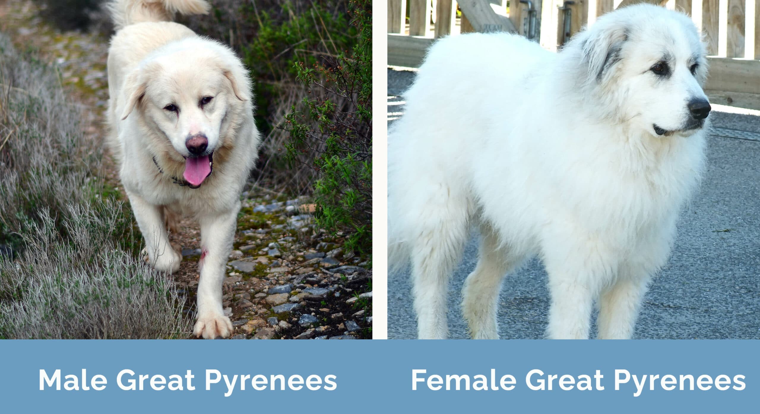 Male vs Female Great Pyrenees side by side