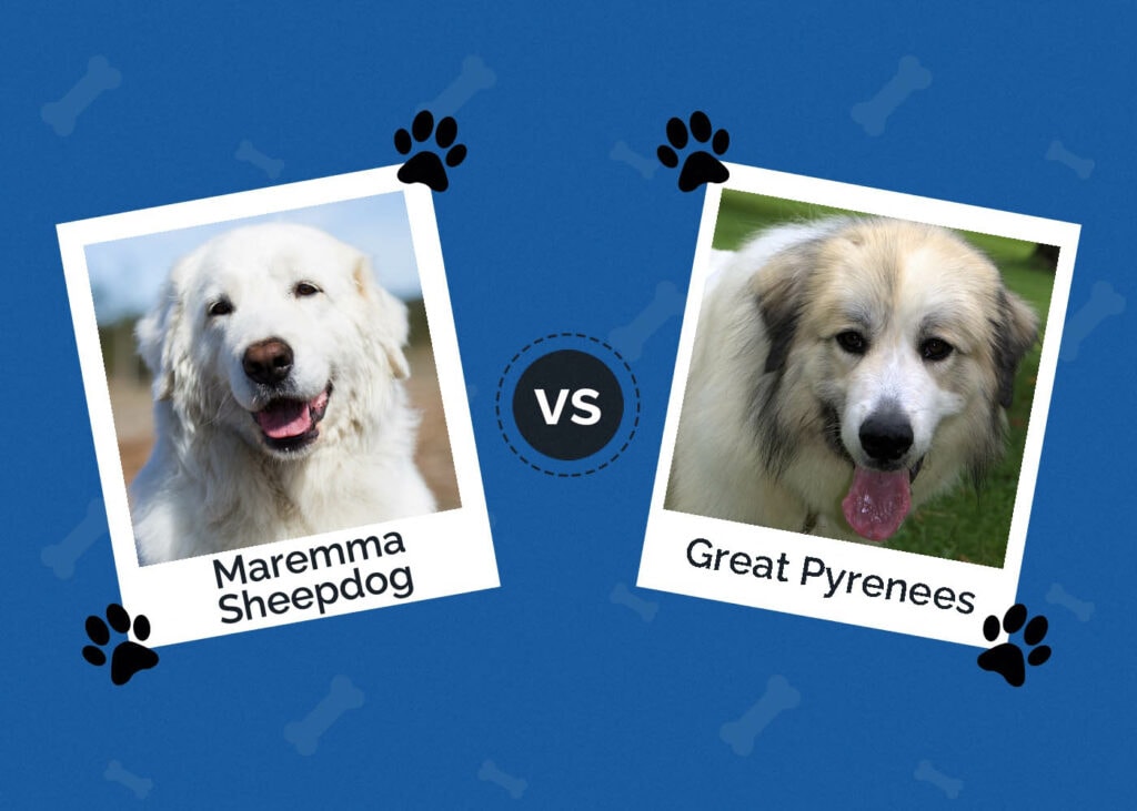 Maremma Sheepdog vs Great Pyrenees