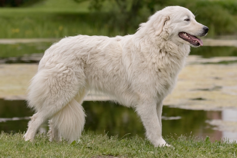 Maremma Sheepdog walking on grass