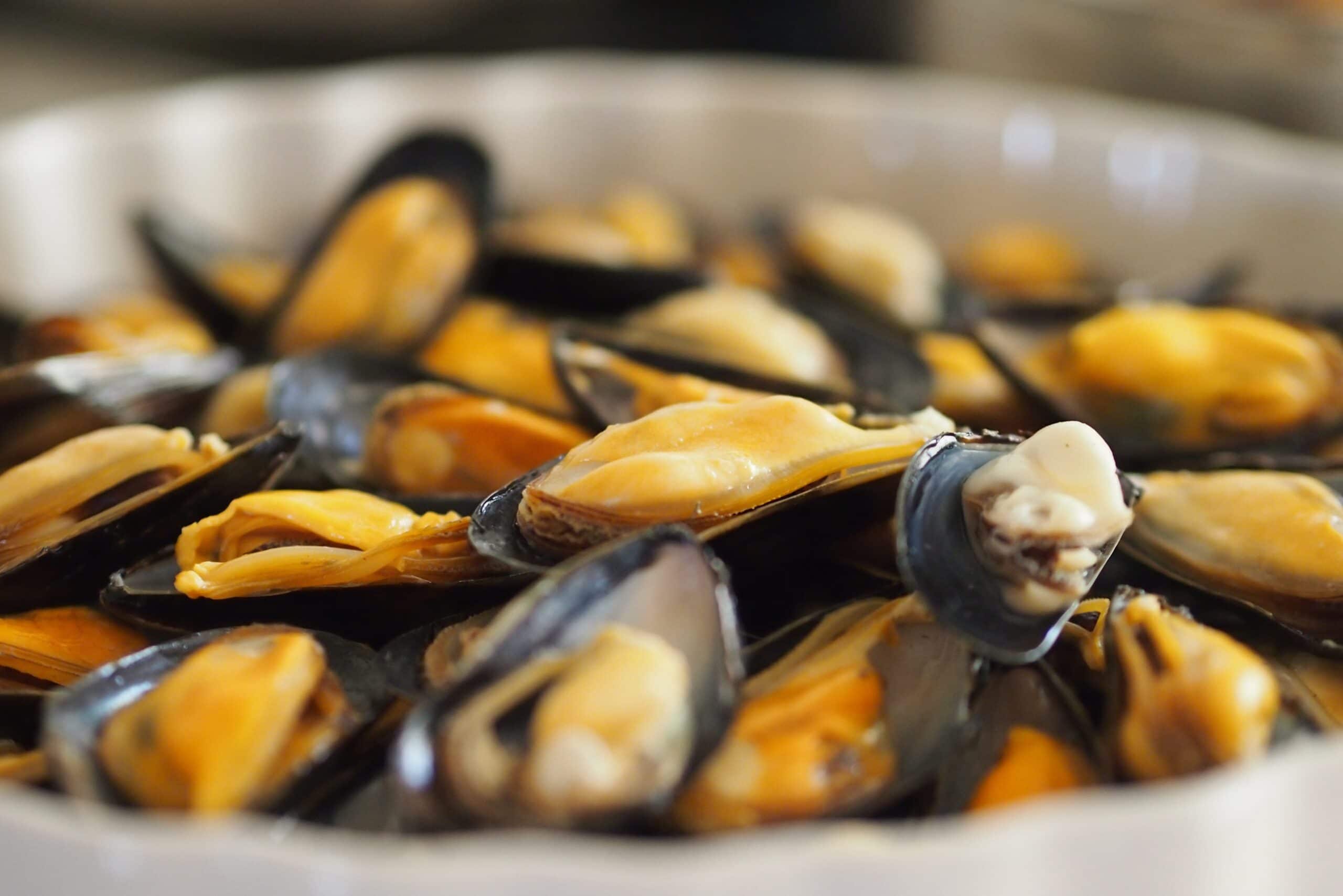 Mussel