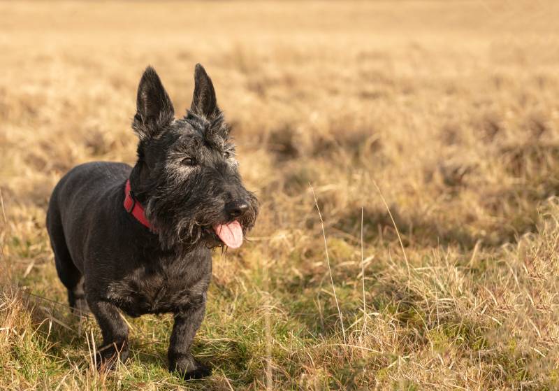 Old Scottish terrier dog in Meadow