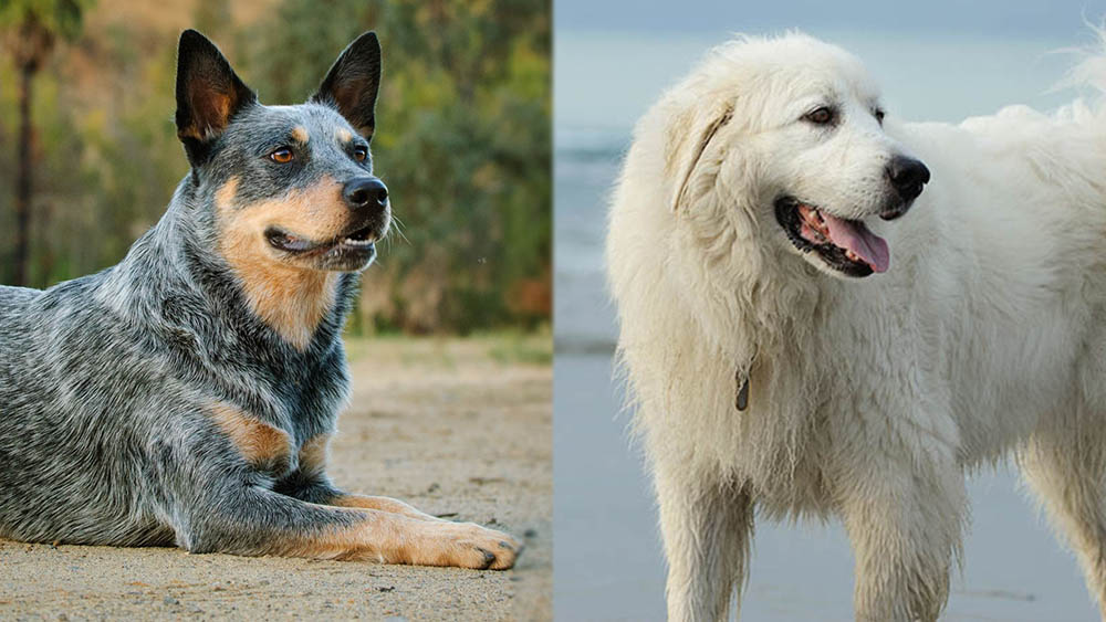 Parent Breeds of Blue Heeler Great Pyrenees Mix