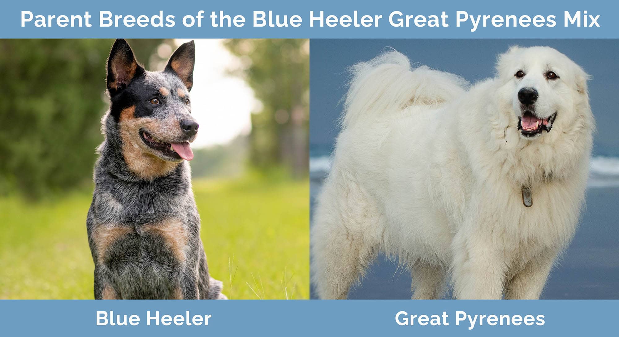 Parent Breeds of Blue Heeler Great Pyrenees Mix
