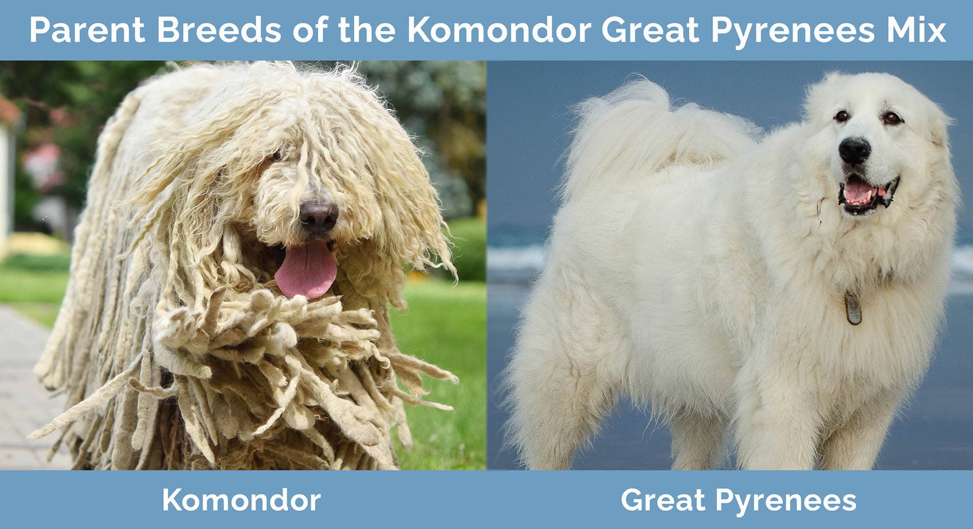 Parent Breeds of the Komondor Great Pyrenees Mix