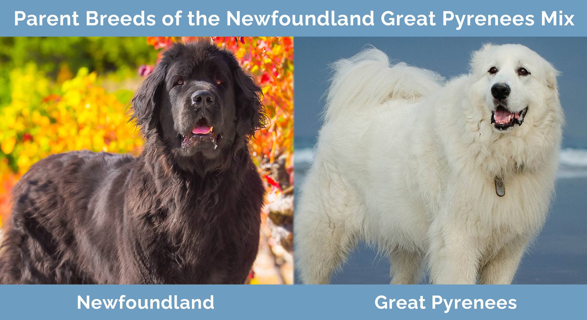 Parent Breeds of the Newfoundland Great Pyrenees Mix