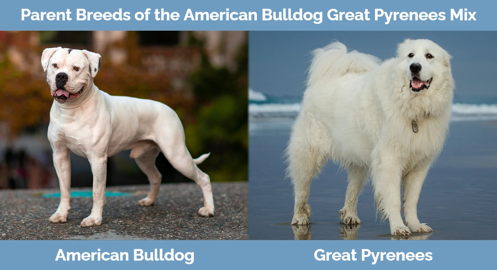 Parent breeds of the American Bulldog Great Pyrenees Mix