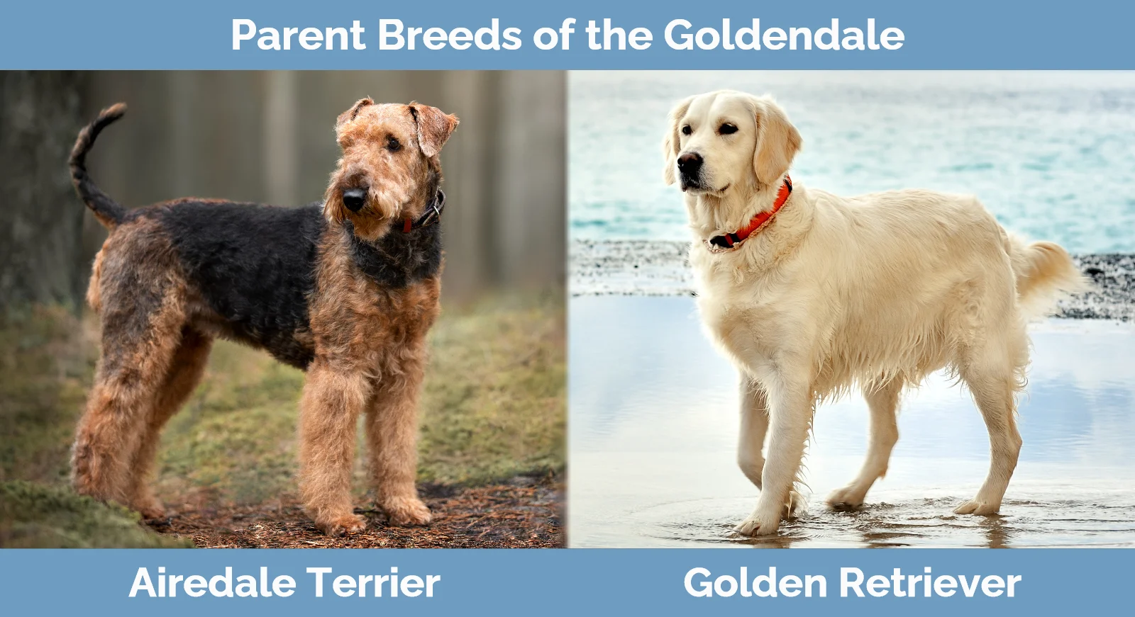 Parent breeds of the Goldendale (Airedale & Golden Retriever Mix)
