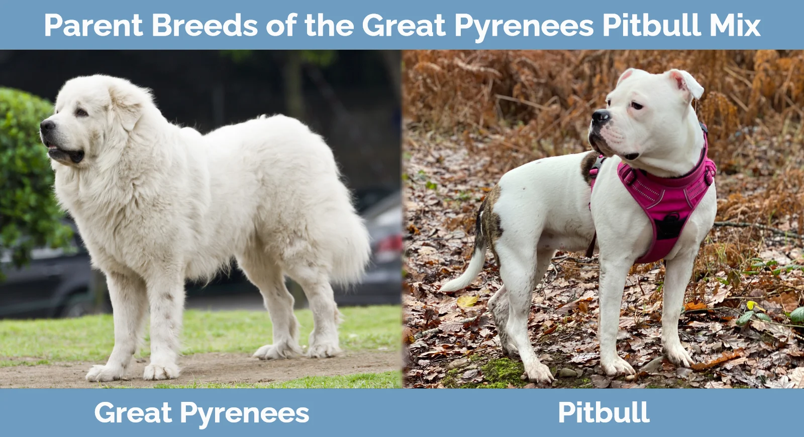 Parent breeds of the Great Pyrenees Pitbull Mix