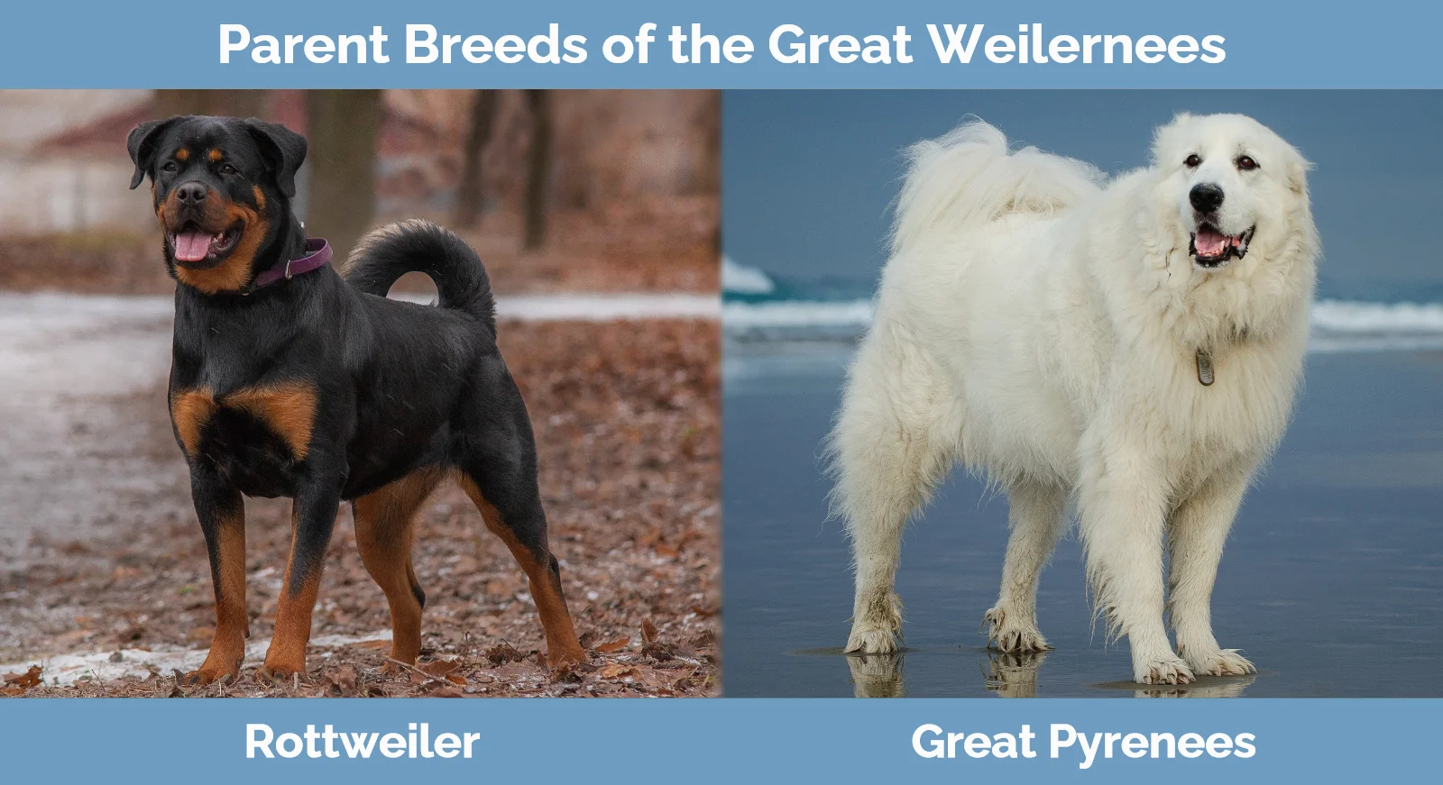 Parent breeds of the Great Weilernees (Rottweiler Great Pyrenees Mix)