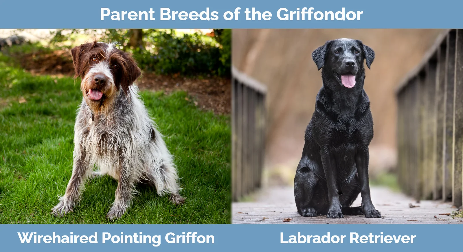 Parent breeds of the Griffondor (Wirehaired Pointing Griffon Labrador Mix)