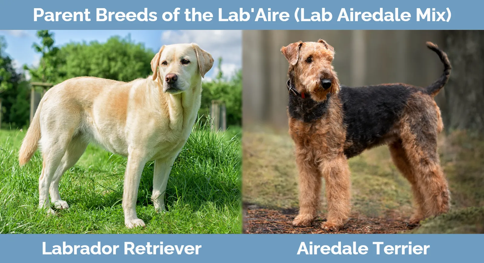 Parent breeds of the Lab'Aire (Lab Airedale Mix)