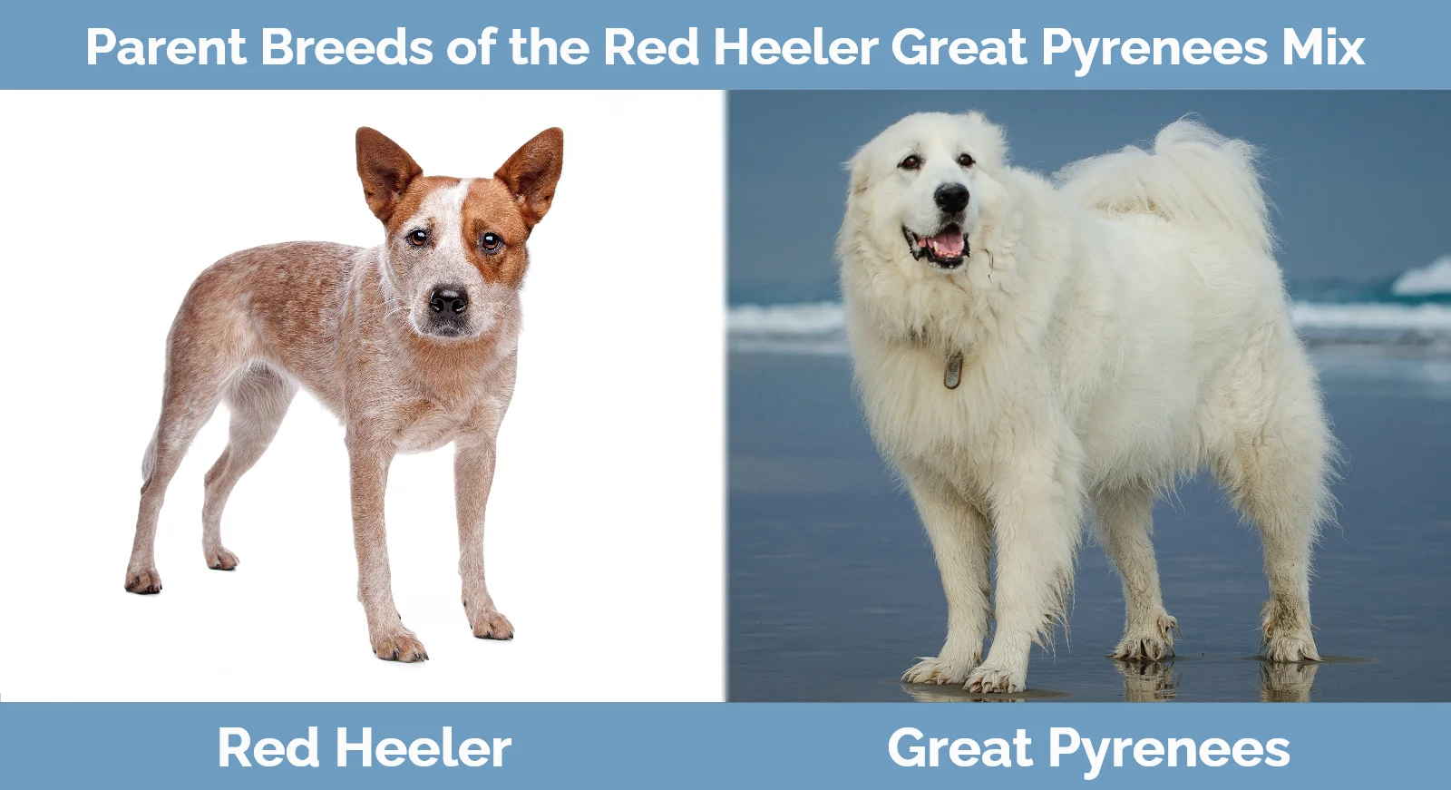 Parent breeds of the Red Heeler Great Pyrenees Mix