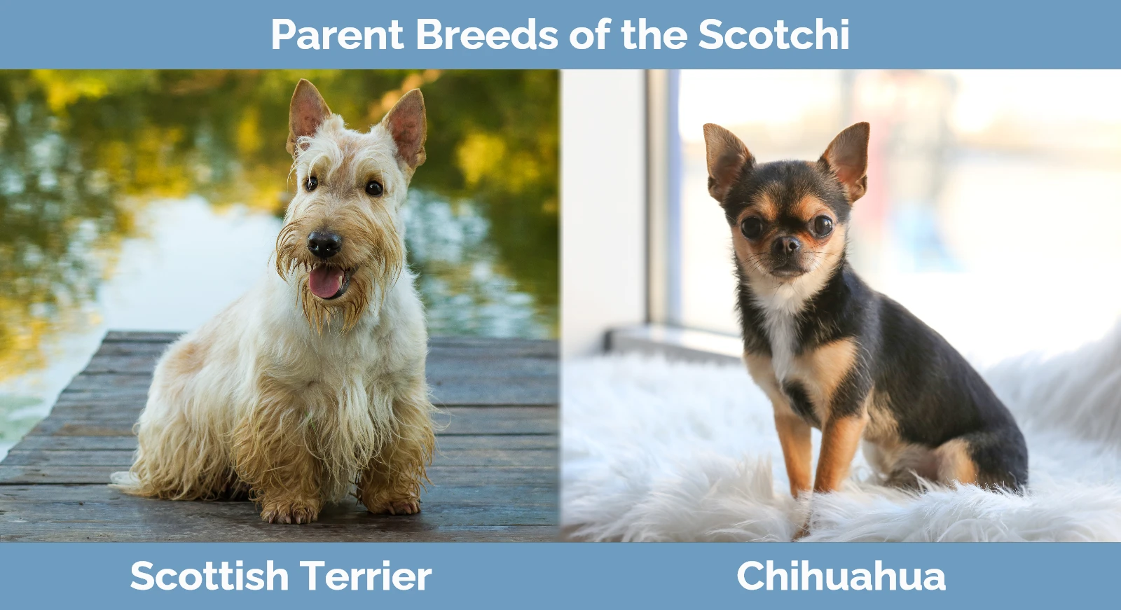 Parent breeds of the Scotchi (Scottish Terrier Chihuahua Mix)
