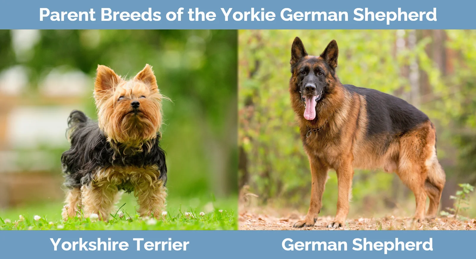 Parent breeds of the Yorkie German Shepherd