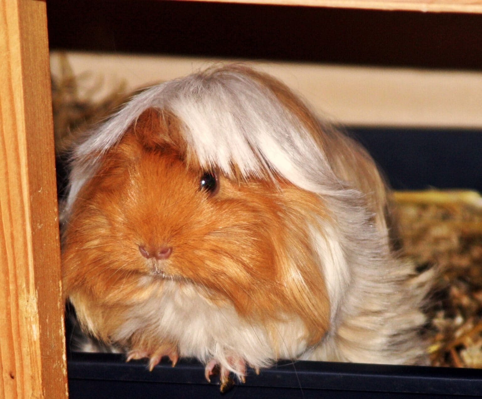 Peruvian Guinea Pig: Pictures, Temperament, Diet, Care Guide & More