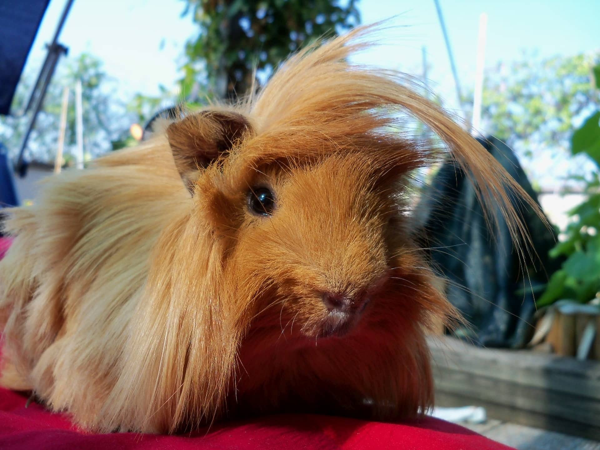 Peruvian Guinea