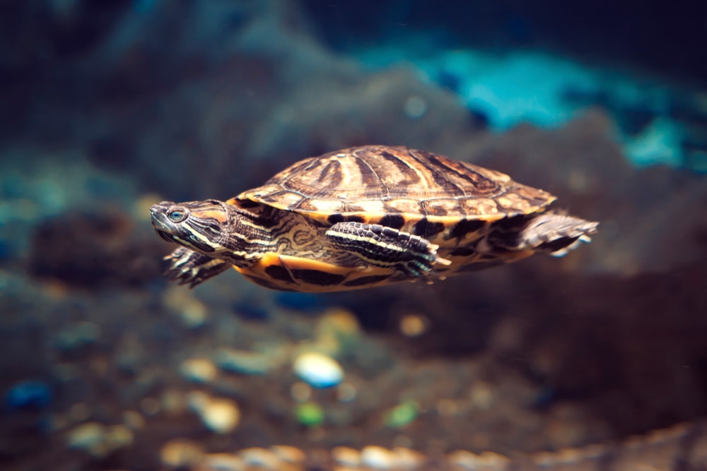Pet Turtle swimming in a tank