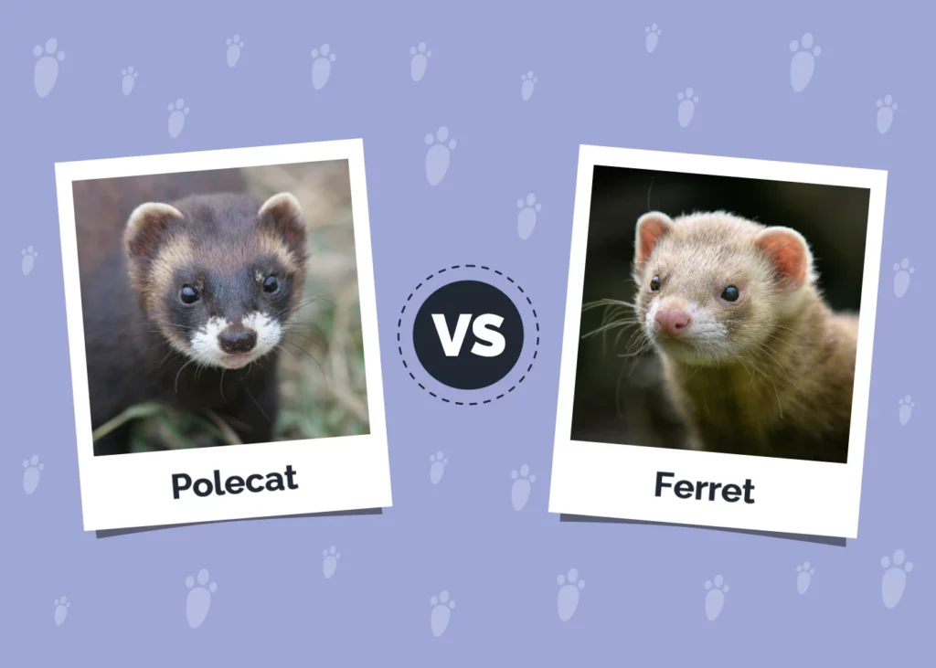 10 Best Ferret Cages 2026 Reviews Top Picks Hepper Pet Resources 10 Best Ferret Cages 2026 Reviews Top Picks Hepper Pet Resources