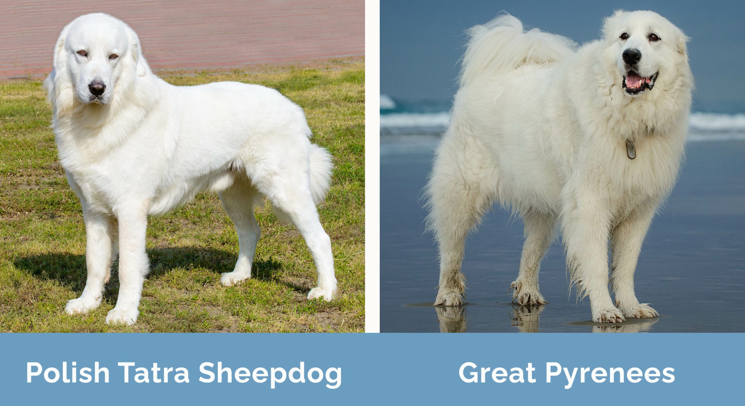 Polish Tatra Sheepdog vs Great Pyrenees side by side
