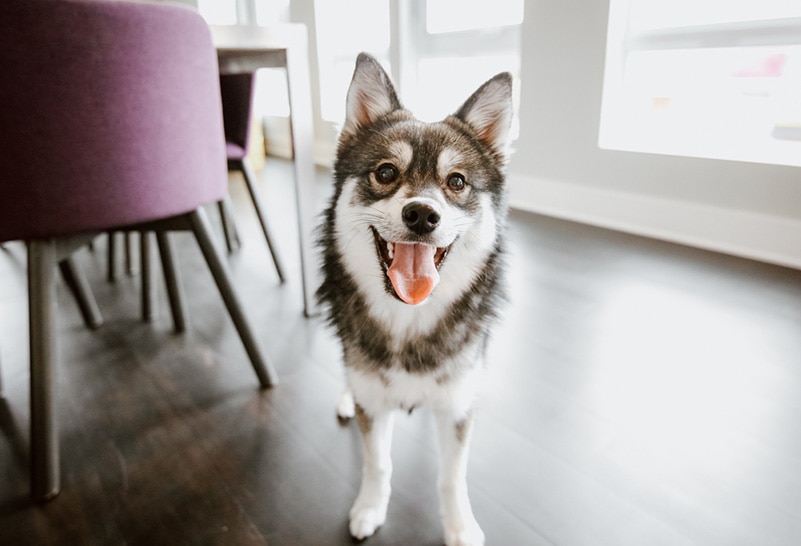 Pomeranian Husky