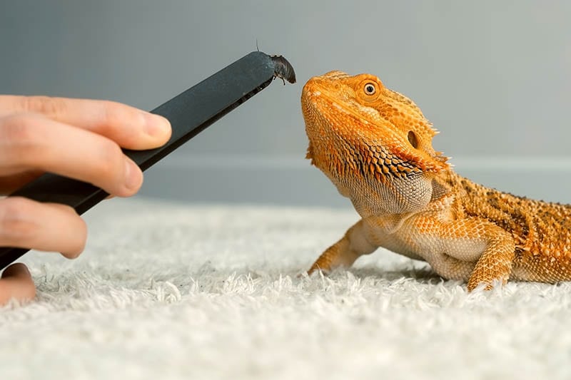 Process of feeding of bearded agama dragon with insect cockroach at home on carpet