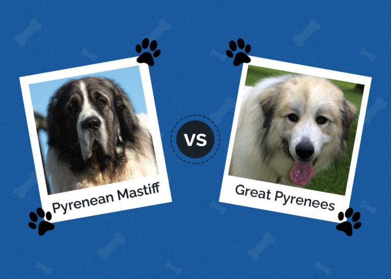 Black Great Pyrenees: Facts, Origin & History (With Pictures) | Hepper ...
