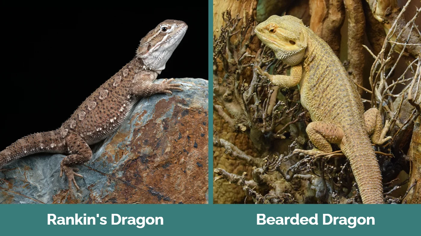 Rankin's Dragon vs Bearded Dragon - Visual Differences