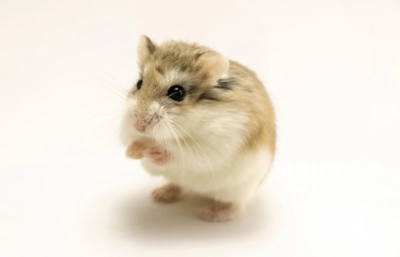 Roborovski Dwarf Hamster on light background