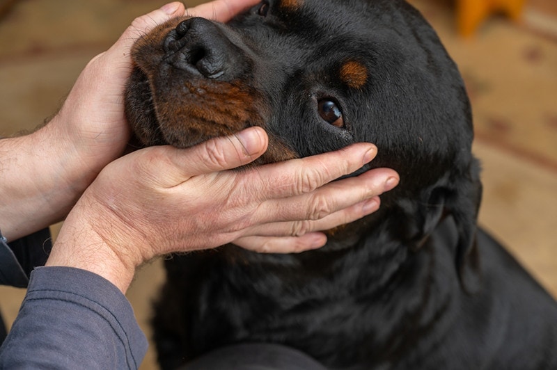 Rottweiler Closeup