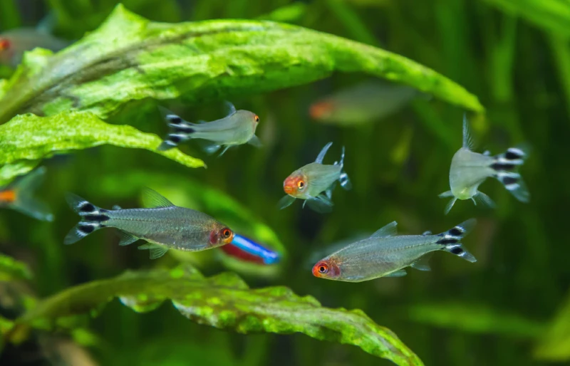 Rummy Nose Tetra fish in a tank with live plants