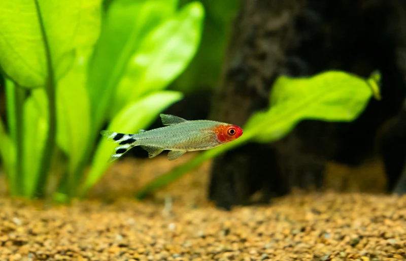 Rummy-nose tetra (Hemigrammus rhodostomus) in a fish tank