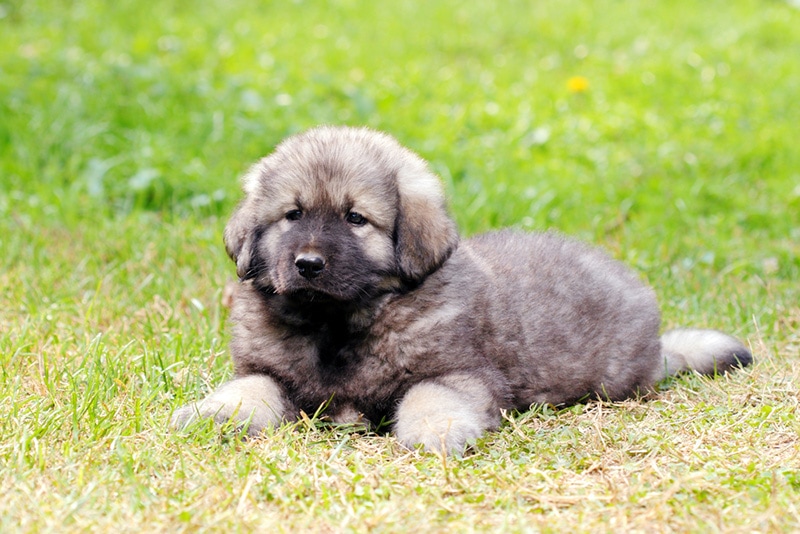 Sarplaninec - Shara Mountain Dog, Macedonian shepherd dog, couple of months old