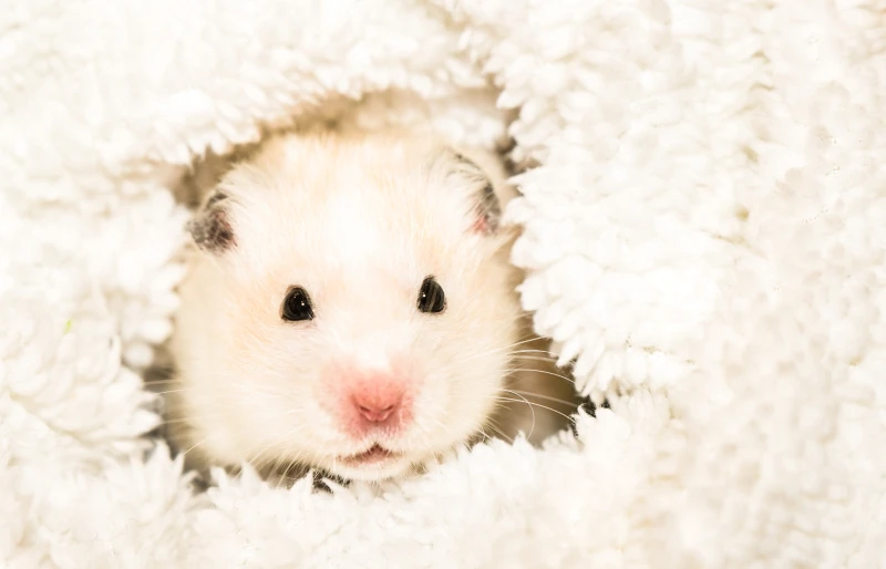 Satin Syrian hamster, yellow-white in white fur