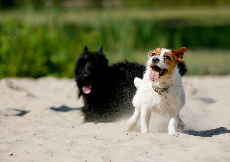 Scottish Terrier dog chasing Jack Russell Terrier dog