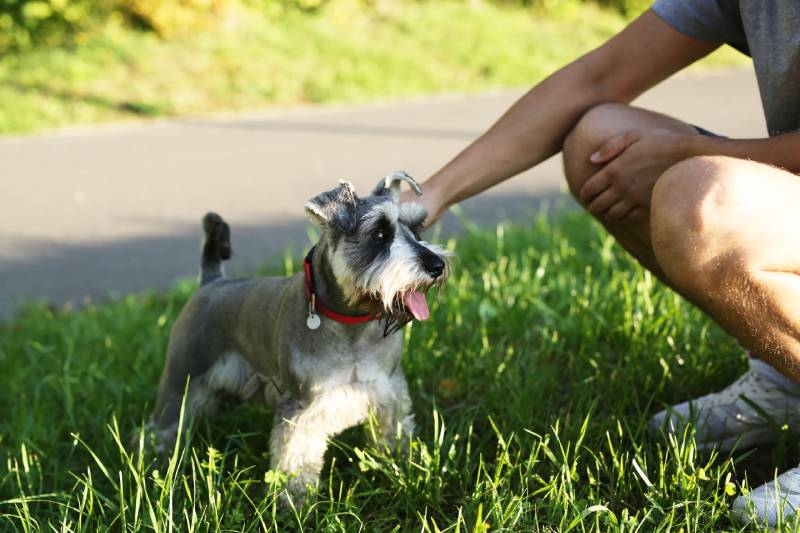 Scottish Terrier dog with a red collar and a master on a green lawn