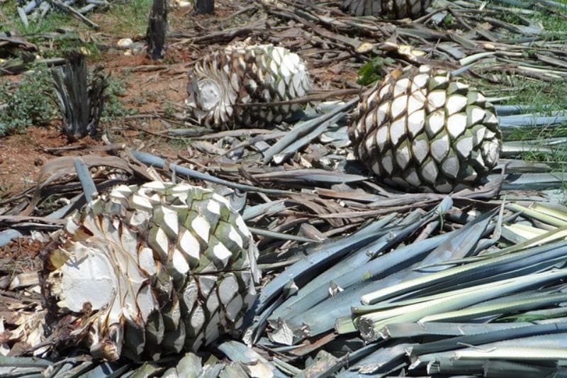 Sliced agave on the field