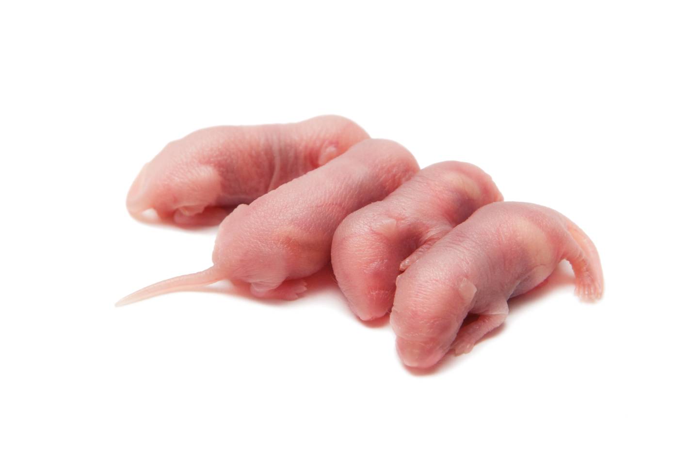 Newborn Small Rat