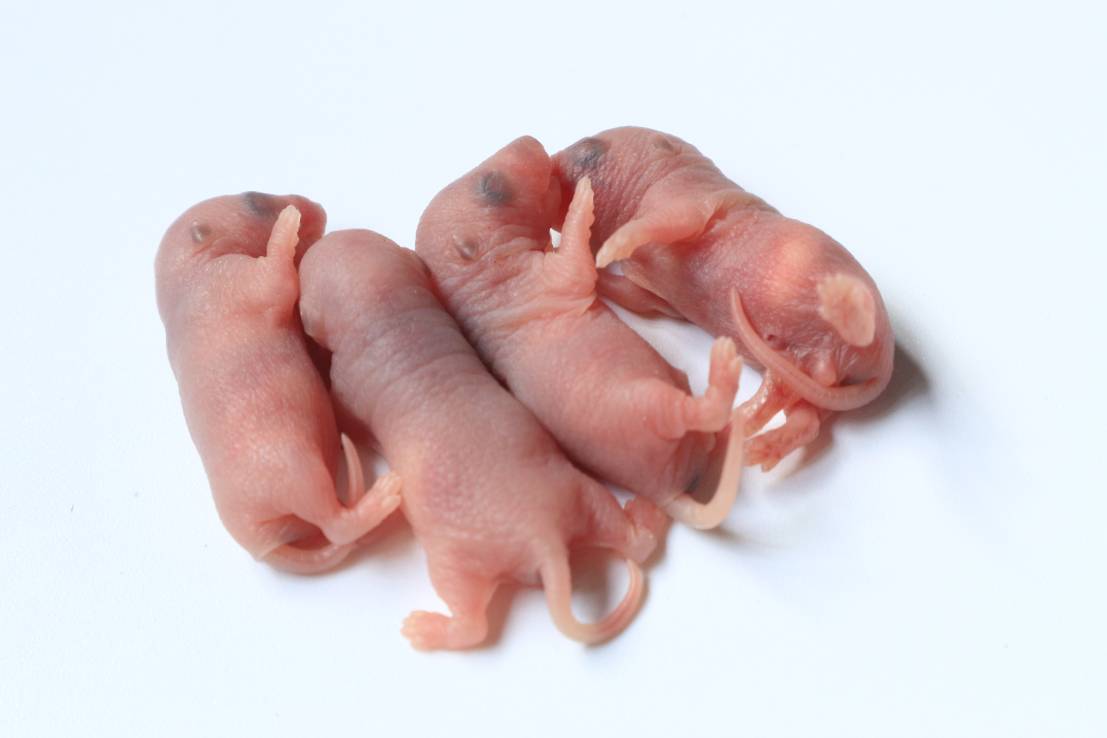 Newborn Small Rat