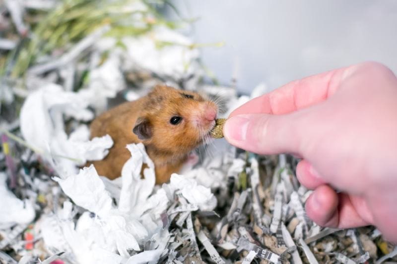 Syrian hamster in a cage full of shredded paper receiving a treat from a person