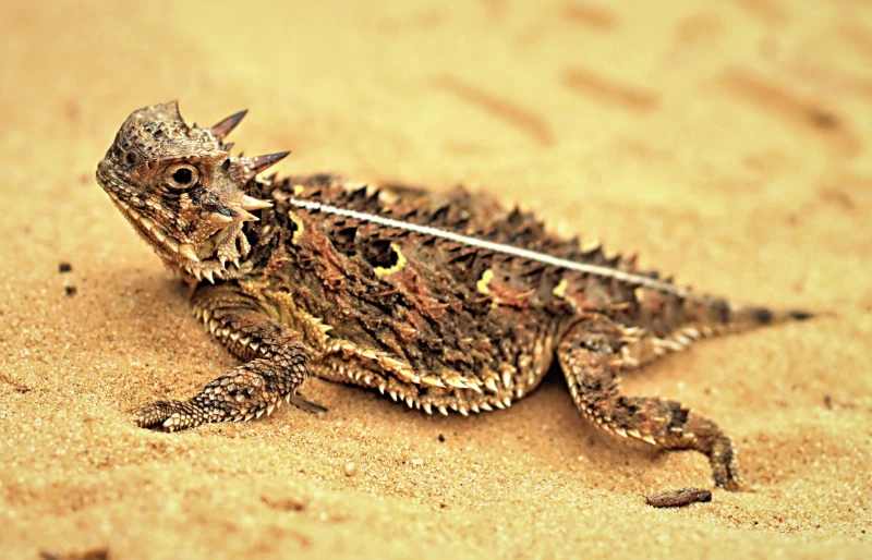 Texas Horned Lizard