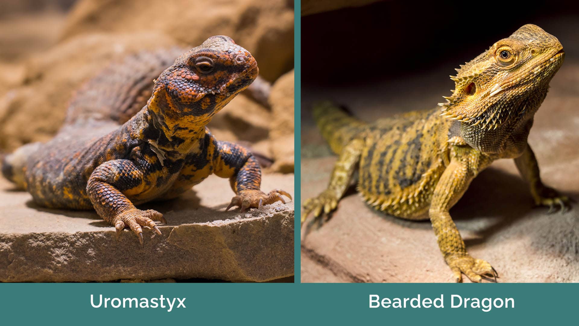 Uromastyx vs Bearded Dragon side by side