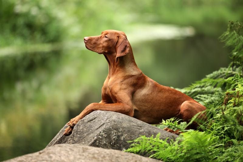 Vizsla dog laying on a rock