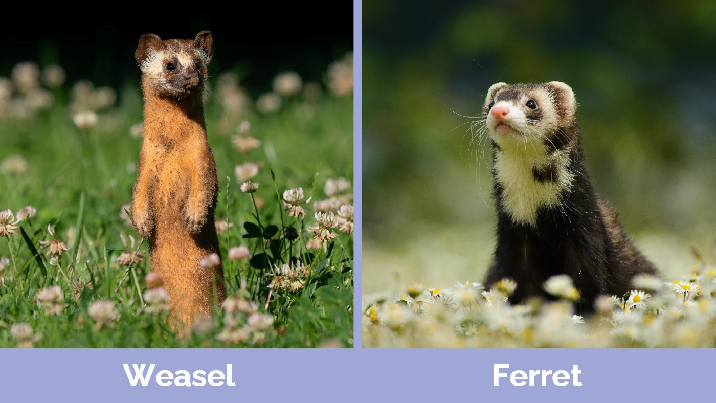 Weasel vs Ferret - Visual Differences
